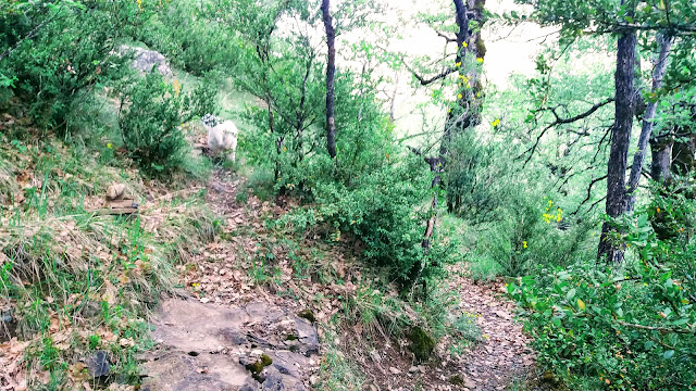 Senderismo en Biescas: Orós alto - Barbenuta - Orós bajo