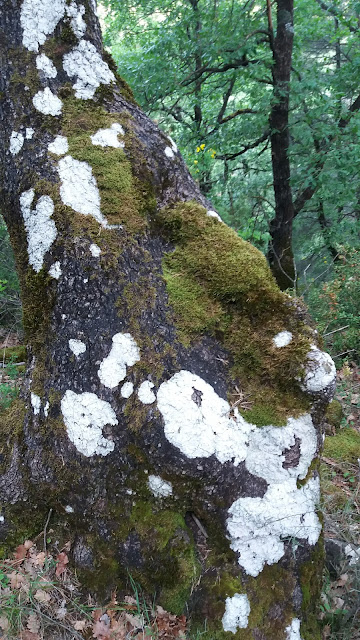 Senderismo en Biescas: Orós alto - Barbenuta - Orós bajo