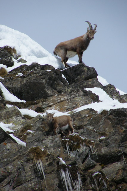 Alpes Italianos. Valle de Cogne. Tuborg+Coyote. Dia 4