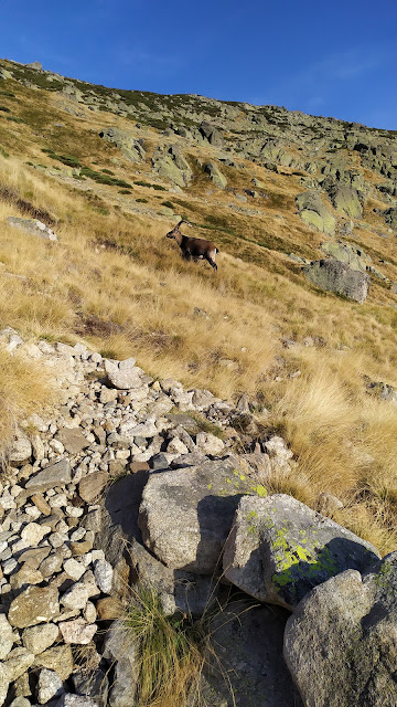 Integral al Circo de Gredos 18kms + 1.800m